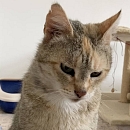 Queenie - sucht Einzelplatz mit Möglichkeit zum Freigang