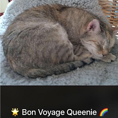 Queenie - sucht Einzelplatz mit Möglichkeit zum Freigang