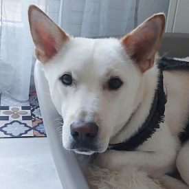 Gaeul - sucht stabiles & hundeerfahrenes Zuhause mögl. ohne Kinder