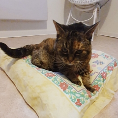 Roxane - die blinde Kätzin sucht einen Gnadenbrotplatz