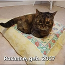 Roxane - die blinde Kätzin sucht einen Gnadenbrotplatz