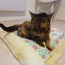 Roxane - die blinde Kätzin sucht einen Gnadenbrotplatz