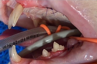 Karisma lebte über 16 Jahre auf der Strasse und war nie bei einem Tierarzt. Das hat Spuren hinterlassen. Vor allem an ihrem Gebiss. Jetzt wurde sie umfassend untersucht und ihr Gebiss saniert