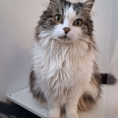 Dandy - sucht nach dem Tod seiner Besitzerin dringend Pflege-oder Endplatz