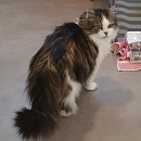 Dandy - sucht nach dem Tod seiner Besitzerin dringend Pflege-oder Endplatz