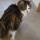 Dandy - sucht nach dem Tod seiner Besitzerin dringend Pflege-oder Endplatz