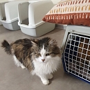 Dandy - sucht nach dem Tod seiner Besitzerin dringend Pflege-oder Endplatz