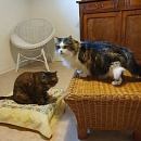 Dandy - sucht nach dem Tod seiner Besitzerin dringend Pflege-oder Endplatz