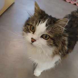 Dandy - sucht nach dem Tod seiner Besitzerin dringend Pflege-oder Endplatz