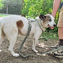 Giulio