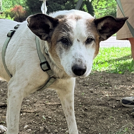 Giulio