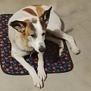 Giulio