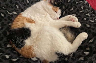 Karisma lebte über 16 Jahre auf der Strasse und war nie bei einem Tierarzt. Das hat Spuren hinterlassen. An Seele und Körper. Jetzt wurde sie umfassend untersucht und ihr Gebiss saniert