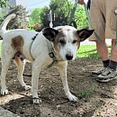 Giulio