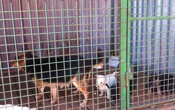 Auch dieses Jahr wieder: Futter- und Sachspendensammlung für das Tierheim in Vranov, Ost-Slowakei