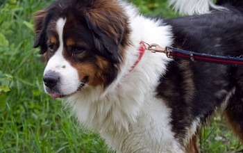 Berner Sennenhund Rüde Bounty in letzter Minute gerettet!