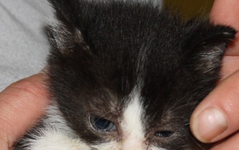Geboren um zu sterben. Abschied von unserer Liesel (7 Wochen)