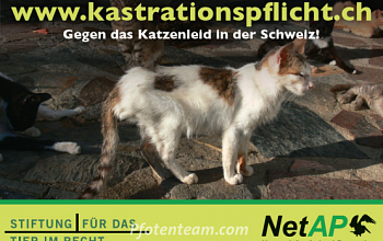 PETITION Kastrationspflicht für Freigänger-Katzen in der Schweiz - wichtiger denn je!