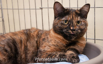 BESITZER GESUCHT , Katze mit Beckenfraktur in F - St. Louis gefunden