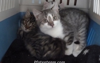 Nochmal 3 Bauernhofkitten gefangen