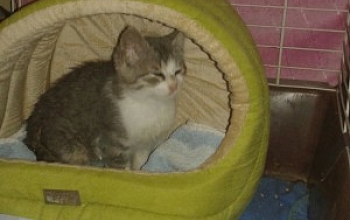 Drei Bauernhofkitten in letzter Minute gerettet