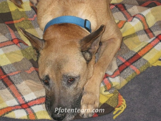 Stam - ein wundervoller Hund ist gegangen