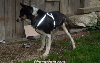Balou's erste Schritte!!