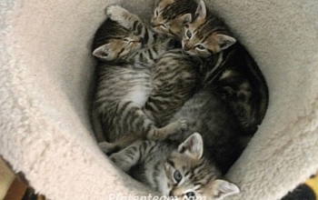 Katzenbabys in Not - Pfotenteam hilft!!!