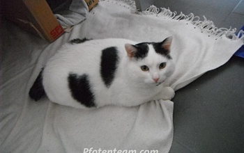 Ein Katzenschicksal - Amadeus sollte im Schredder sterben !!!