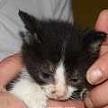 Geboren um zu sterben. Abschied von unserer Liesel (7 Wochen)