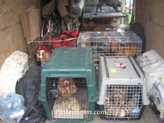 Polizei stellt in Lörrach ungarische Hundehändler! Kaufen Sie keine Welpen aus dem Internet!