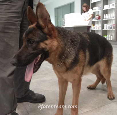Wieviel ist ein Hundeleben wert? - Für manche Hundebesitzer sehr wenig!