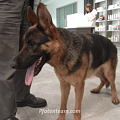 Wieviel ist ein Hundeleben wert? - Für manche Hundebesitzer sehr wenig!