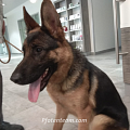 Wieviel ist ein Hundeleben wert? - Für manche Hundebesitzer sehr wenig!
