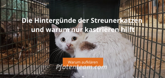 Wir suchen Flyerverteiler für unsere Aufklärungskampagne zum Thema Streunerkatzen/ verwilderte Katzen