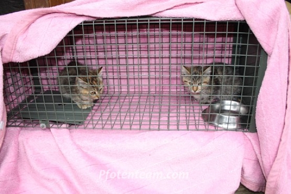 Der Kittenstrom reisst nicht ab - schon wieder zwei Bauernhofkitten in der Katzenfalle