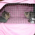 Der Kittenstrom reisst nicht ab - schon wieder zwei Bauernhofkitten in der Katzenfalle
