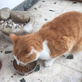 Kastration und Versorgung eines Streunerkaters und eines von seiner Besitzerin zurückgelassenen Katers