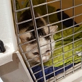 Eve (8 Monate) wurde in einer Wohnung alleine zurück gelassen