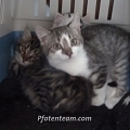 Nochmal 3 Bauernhofkitten gefangen
