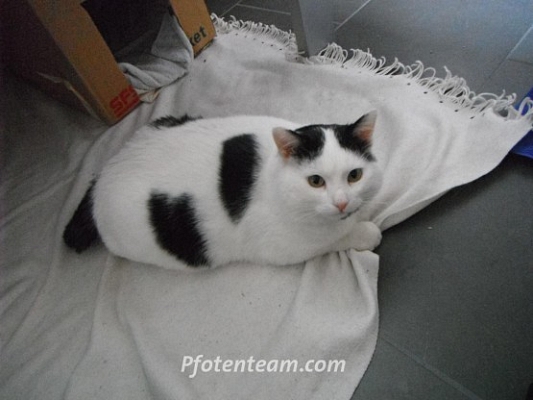 Ein Katzenschicksal - Amadeus sollte im Schredder sterben !!!