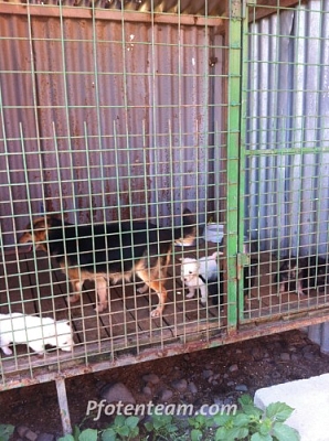 Auch dieses Jahr wieder: Futter- und Sachspendensammlung für das Tierheim in Vranov, Ost-Slowakei