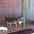 Auch dieses Jahr wieder: Futter- und Sachspendensammlung für das Tierheim in Vranov, Ost-Slowakei