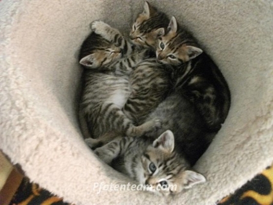 Katzenbabys in Not - Pfotenteam hilft!!!
