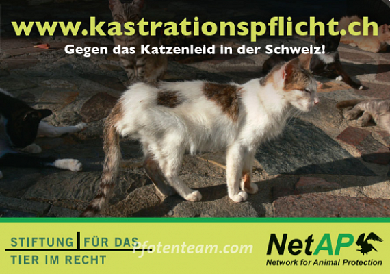 PETITION Kastrationspflicht für Freigänger-Katzen in der Schweiz - wichtiger denn je!