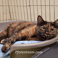 BESITZER GESUCHT , Katze mit Beckenfraktur in F - St. Louis gefunden