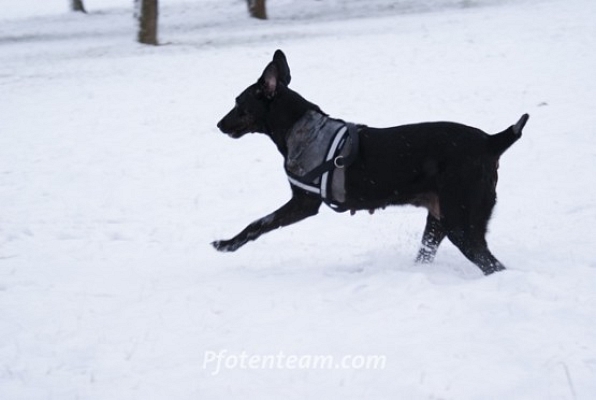 Reglisse die Schneekönigin!