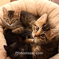Tagebuch 9. Woche: In der Krabbelstube mit unseren drei ausgesetzten Babykatzen