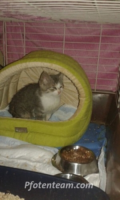 Drei Bauernhofkitten in letzter Minute gerettet