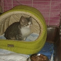 Drei Bauernhofkitten in letzter Minute gerettet
